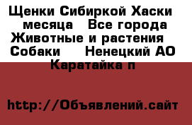 Щенки Сибиркой Хаски 2 месяца - Все города Животные и растения » Собаки   . Ненецкий АО,Каратайка п.